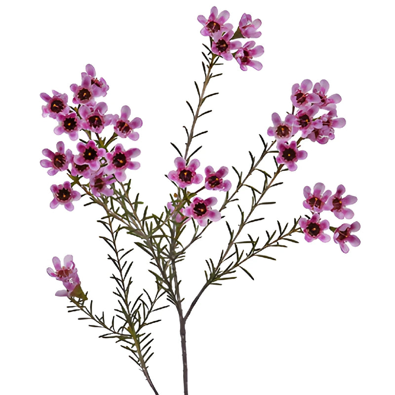 Mauve Brush Strokes Wax Flowers