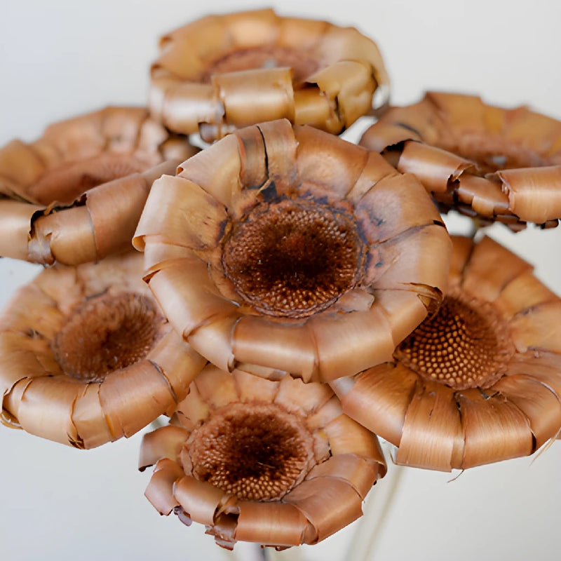 Dried Protea Crowns