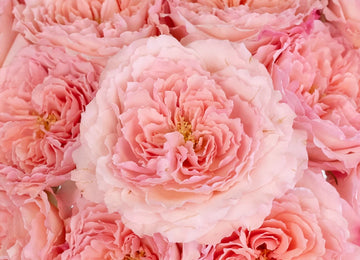 Mayra Pink Ruffles Garden Rose Close Up - Image
