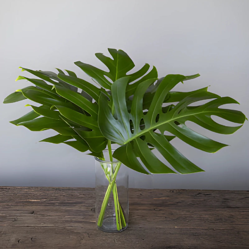 Medium Monstera Leaves Tropical Greenery
