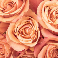 Taxo Orange Roses Up Close