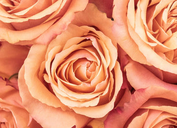 Taxo Orange Roses Up Close