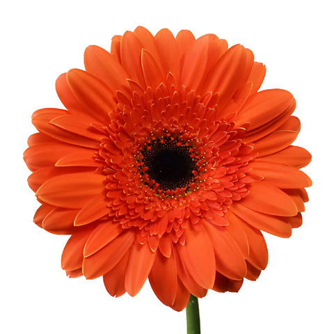 Melon Orange Gerbera Daisy Flowers