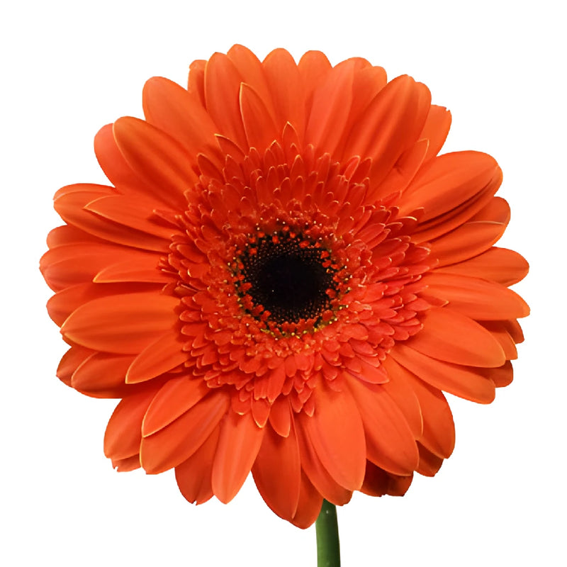 Melon Orange Gerbera Daisy Flowers
