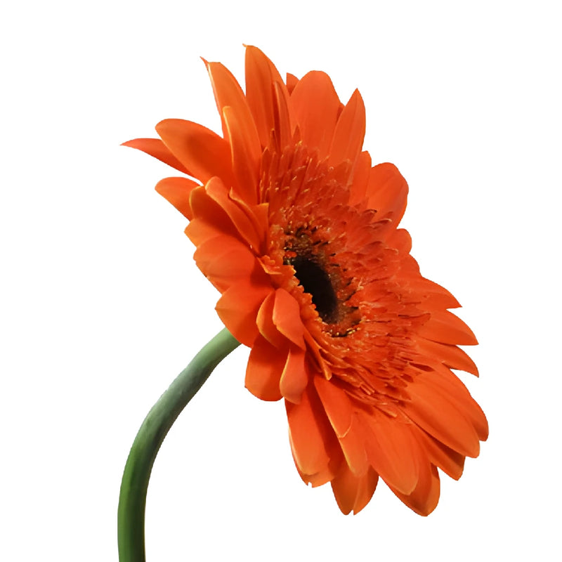 Melon Orange Gerbera Daisy Flowers
