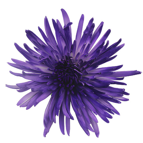 Midnight Purple Airbrushed Spider Mum Flowers