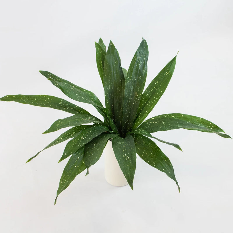 Green Milkyway Aspidistra Greenery Bunch in Vase