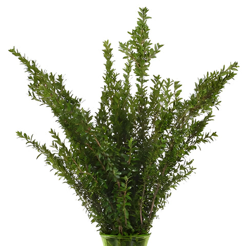 Wholesale greenery mini myrtle filler flowers sold as bulk