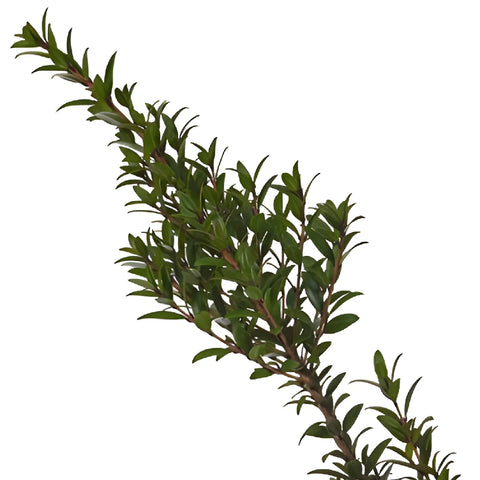 Single stem fresh cut greenery mini myrtle filler flowers sold near me