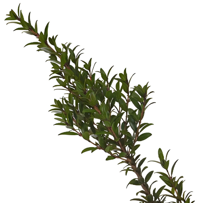 Single stem fresh cut greenery mini myrtle filler flowers sold near me