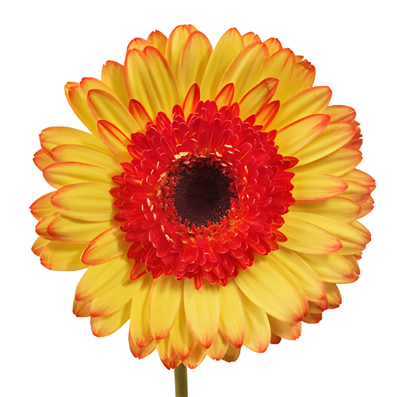 Mini Oopsie Gerber Daisies