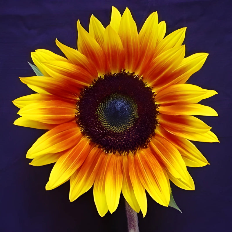 Ring of Fire SunFlower Stem