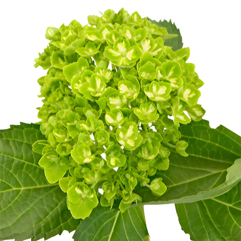 Lime Green Clover Hydrangea Wholesale Flower Bunch