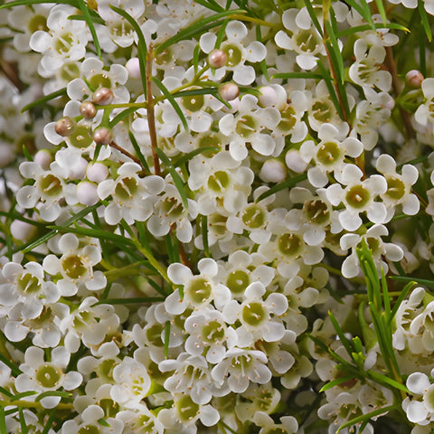 Mini White Wax Flowers