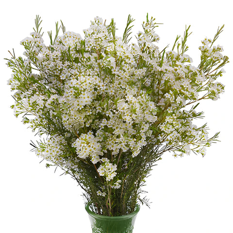 Mini White Wax Flowers