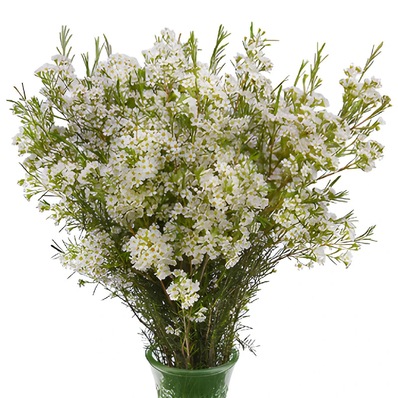 Mini White Wax Flowers