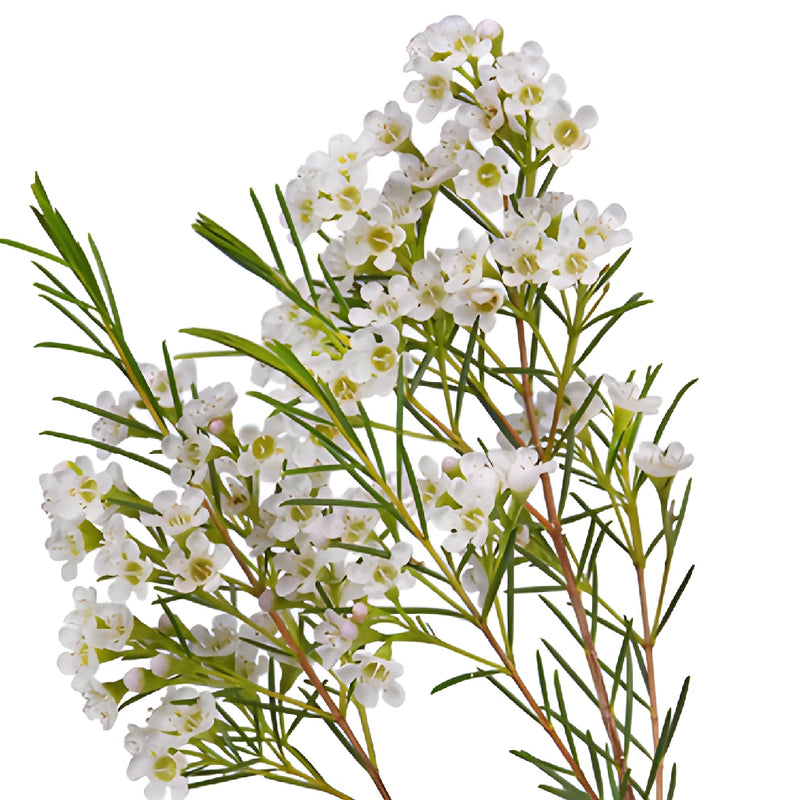 Mini White Wax Flowers