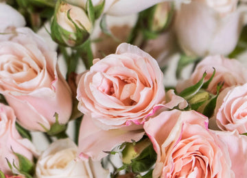 Bali Peach Spray Rose Up Close