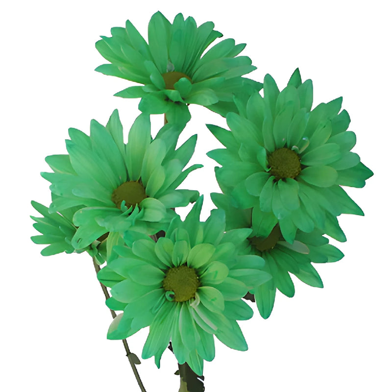 Mint Green Daisy Flower Tinted