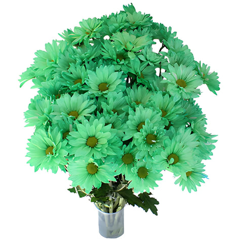 Mint Green Daisy Flower Tinted