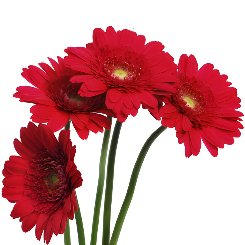 Mistletoe Berry Red Mini Gerbera Daisies