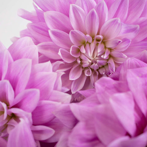 Misty Mountain Dinner Plate Dahlia Flower Up Close