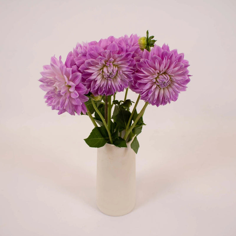 Misty Mountain Dinner Plate Dahlia Flower Bunch in Vase