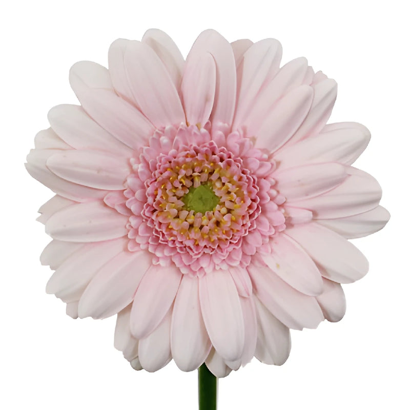 Misty Pink Mini Gerbera Daisies