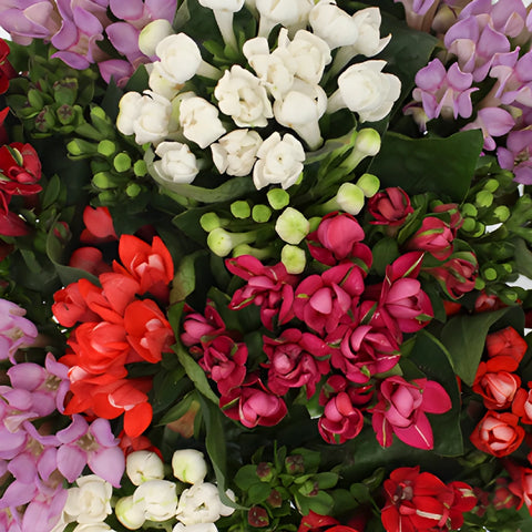 Mixed Color Assortment Bouvardia Flowers