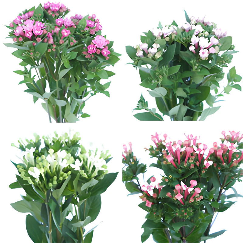 Mixed Color Assortment Bouvardia Flowers