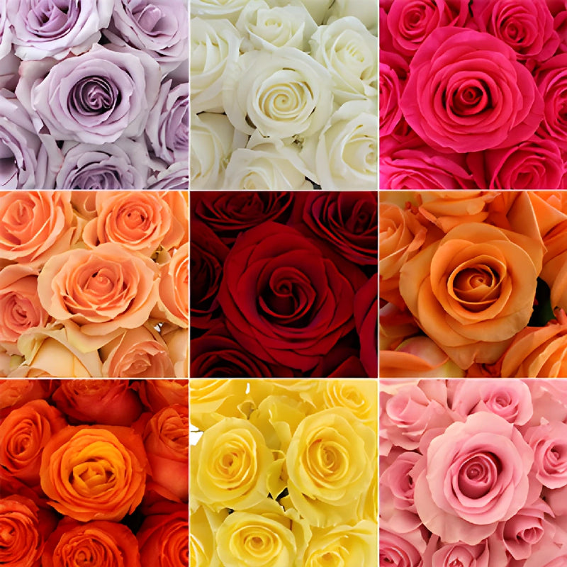Mixed Color Bulk Roses