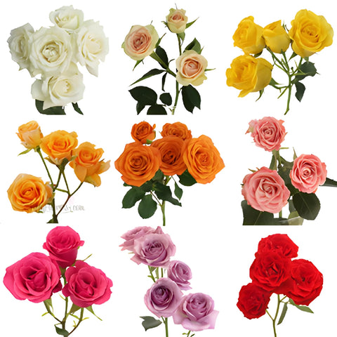 Mixed Color Spray Roses