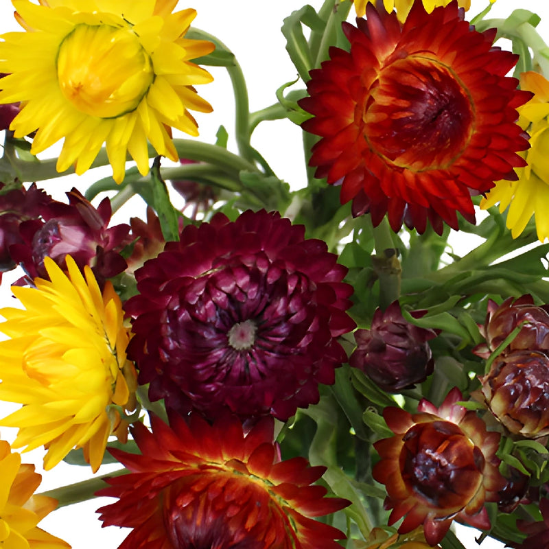 Mixed Colors Fresh Cut Strawflowers