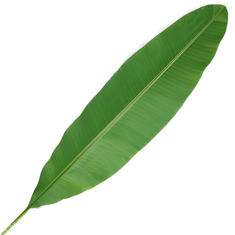 Banana Leaves Tropical Greenery