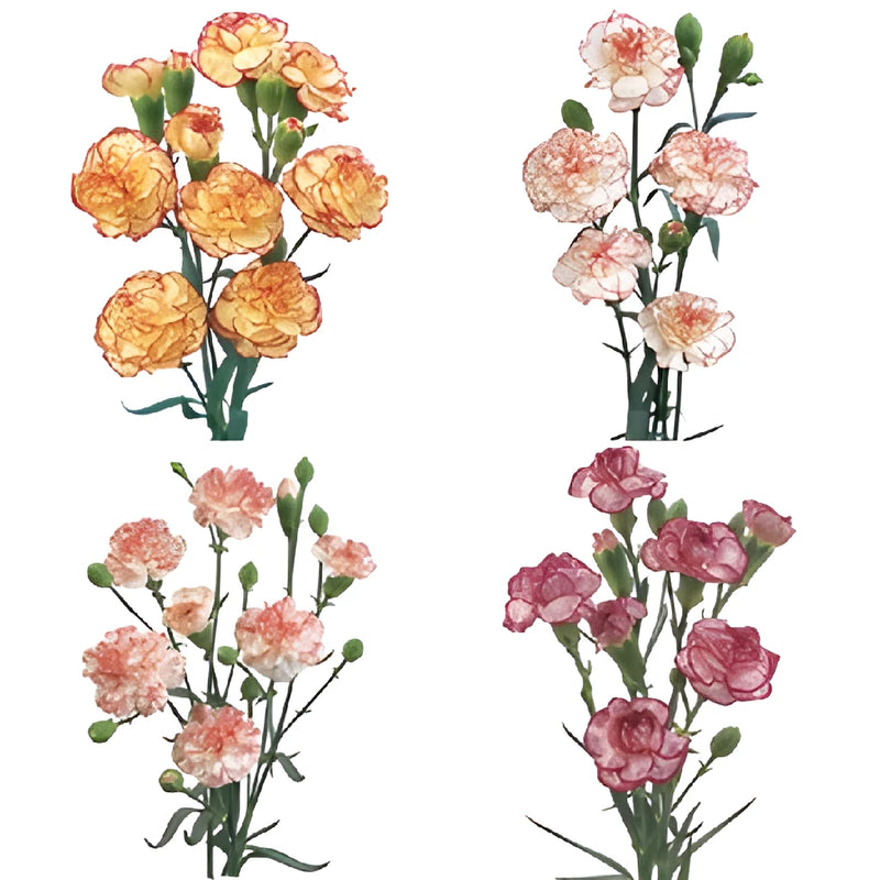 Mixed Novelties Carnation Flower FlatLay