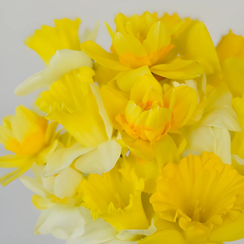 Mixed Yellow Daffodil Flowers