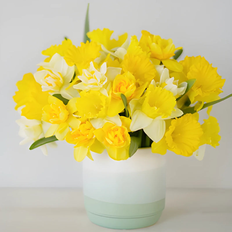 Mixed Yellow Daffodil Flowers