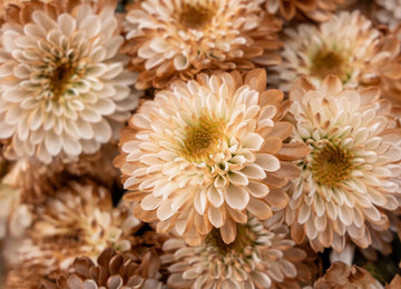 Mocha Mousse Enhanced Mini Button Flower Close Up - Image