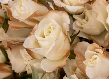 Mocha Mousse Ivory Spray Roses Close Up - Image
