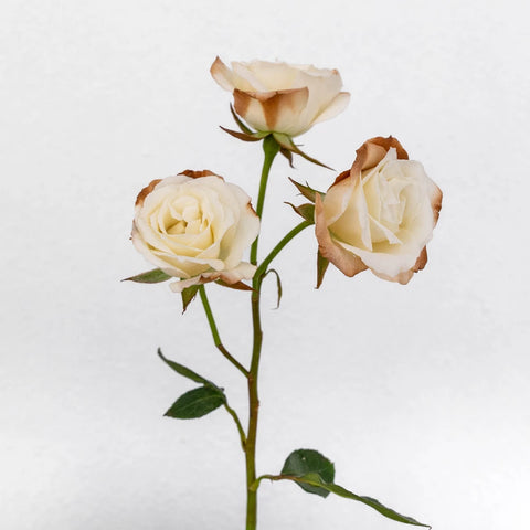 Buy Wholesale Mocha Mousse Ivory Spray Roses in Bulk - FiftyFlowers