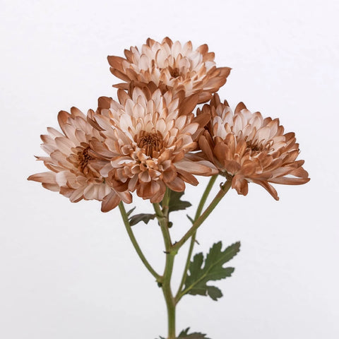 Buy Wholesale Mocha Mousse Sprayed Tinted Pom Flower in Bulk - Fift