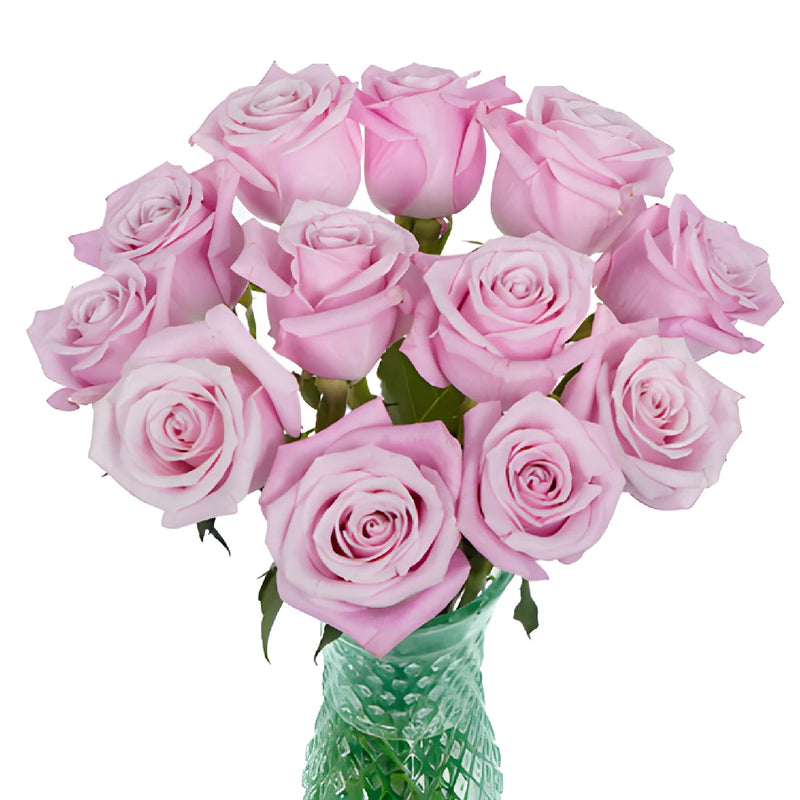 Bashful Pink Rose