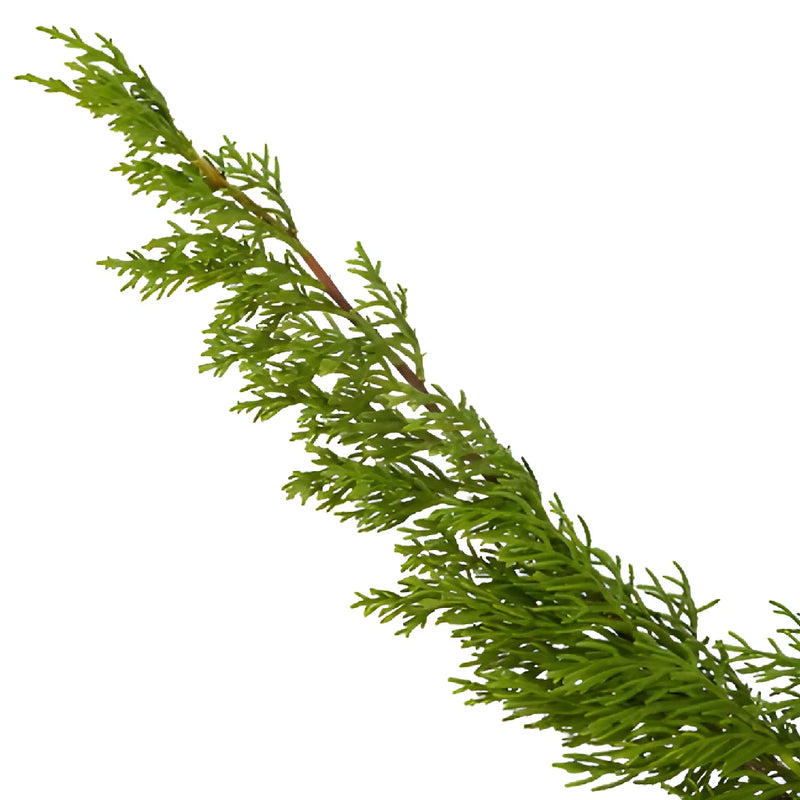 Single stem of fresh cut greens monterey cypress winter filler flowers