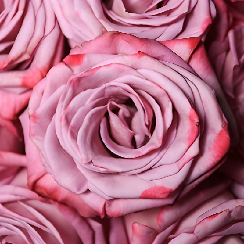 Moody-blues-fresh-rose-arrangements Close Up - Image