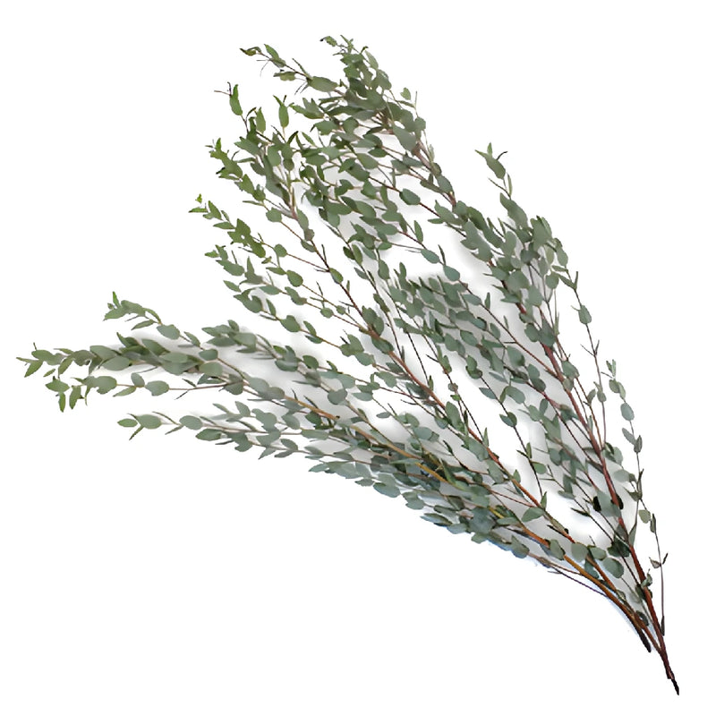Moon Lagoon Eucalyptus Wholesale Greenery Stem