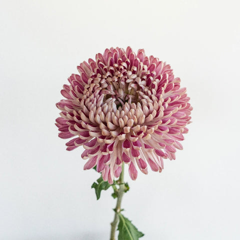 Couture Stem - Image