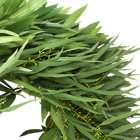 Willow Seeded Eucalyptus Bayleaf Wreath Delivery