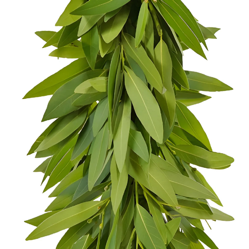 Bay Leaf Garland