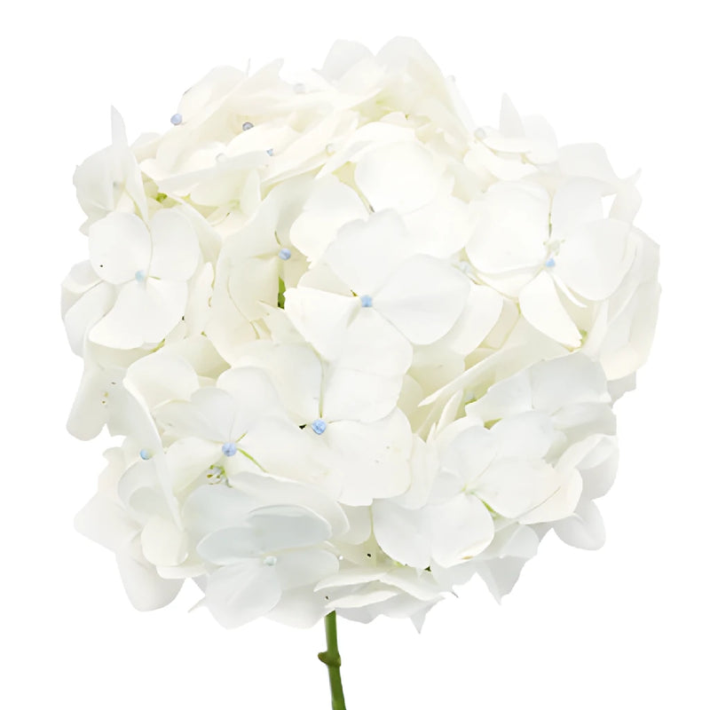 Mothers Day Fresh-Cut Tinted Hydrangea Flower Choose Your Color