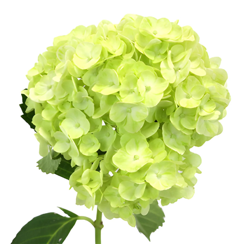 Mothers Day Fresh-Cut Tinted Hydrangea Flower Choose Your Color